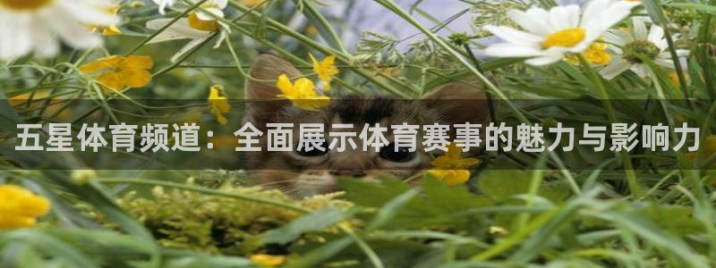 看直播吧：五星体育频道：全面展示体育赛事的魅力与影响力