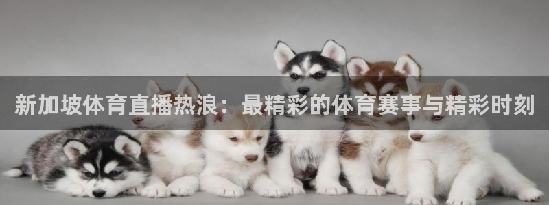 极速直播nba体育直播吧：新加坡体育直播热浪：最精彩的体育赛事与精彩时刻